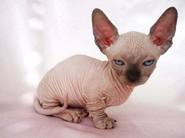 Minskin là một trong những giống mèo lùn, được tạo ra từ việc lai giống giữa một con Devon Rex Munchkin với một con Sphynx. Chúng có kích thước nhỏ nhắn, lông ngắn và ưa chải chuốt. Minskin là một trong những giống mèo lùn, được tạo ra từ việc lai giống giữa một con Devon Rex Munchkin với một con Sphynx. Chúng có kích thước nhỏ nhắn, lông ngắn và ưa chải chuốt.