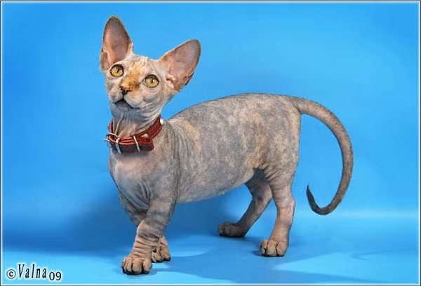 Giống mèo này mới ra đời vào năm 1998 và một con Minskin chuẩn được sinh ra vào năm 2000. Hiện tại, có tới hơn 50 con Minskin đã xuất hiện trên thế giới. Giống mèo này mới ra đời vào năm 1998 và một con Minskin chuẩn được sinh ra vào năm 2000. Hiện tại, có tới hơn 50 con Minskin đã xuất hiện trên thế giới.