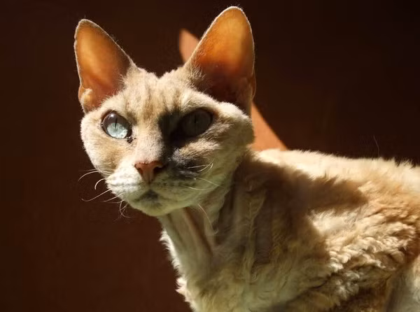 2. Mèo Devon Rex 2. Mèo Devon Rex