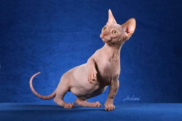 The Sphynx (hay còn được biết đến là loài mèo Canada, Mexico không lông) - một giống mèo hiếm thấy trong họ hàng nhà mèo. The Sphynx (hay còn được biết đến là loài mèo Canada, Mexico không lông) - một giống mèo hiếm thấy trong họ hàng nhà mèo.