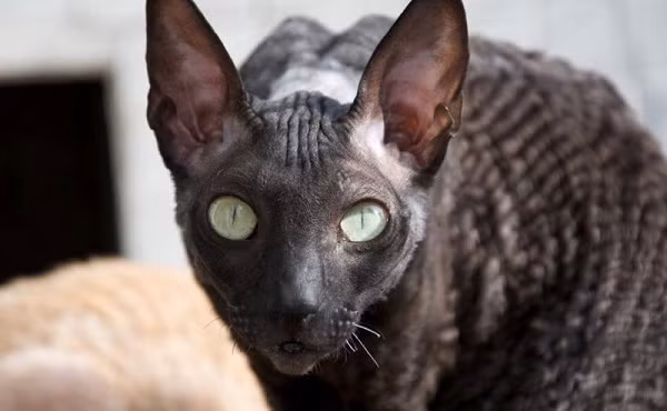 Có bề ngoài tương tự như mèo Devon Rex. Trước đây, người ta tưởng Devon Rex và Cornish Rex là một. Nhưng sau nhiều thí nghiệm phối giống, Cornish Rex và Devon Rex được xác định là 2 giống hoàn toàn khác nhau. Có bề ngoài tương tự như mèo Devon Rex. Trước đây, người ta tưởng Devon Rex và Cornish Rex là một. Nhưng sau nhiều thí nghiệm phối giống, Cornish Rex và Devon Rex được xác định là 2 giống hoàn toàn khác nhau.