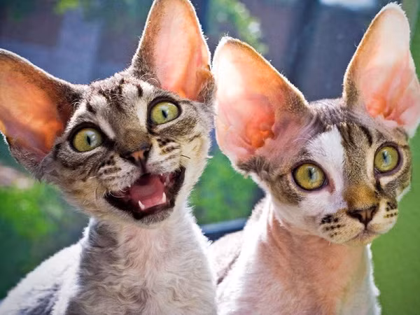 Giống mèo Devon Rex xuất hiện vào khoảng những năm 60 của thế kỉ XX. Loài mèo này có một đặc điểm nổi bật ở bộ lông của chúng. Đó là một tấm áo thưa thớt, thô cứng và không thấm nước nhưng hầu như loài mèo này đều “xuống lông”. Giống mèo Devon Rex xuất hiện vào khoảng những năm 60 của thế kỉ XX. Loài mèo này có một đặc điểm nổi bật ở bộ lông của chúng. Đó là một tấm áo thưa thớt, thô cứng và không thấm nước nhưng hầu như loài mèo này đều “xuống lông”.