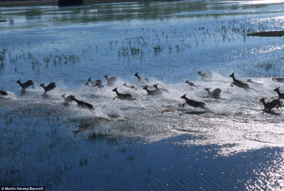 Ánh mặt trời óng ánh trên mặt nước đồng bằng châu thổ Okavango (Botswana). Ánh mặt trời óng ánh trên mặt nước đồng bằng châu thổ Okavango (Botswana).