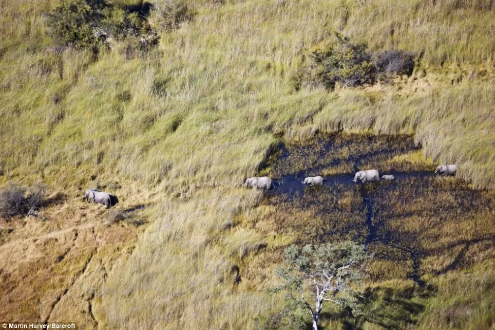 Đàn voi châu Phi ở Botswana. Đàn voi châu Phi ở Botswana.