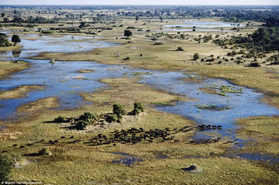 Đàn voi châu Phi ở Botswana. Đàn voi châu Phi ở Botswana.
