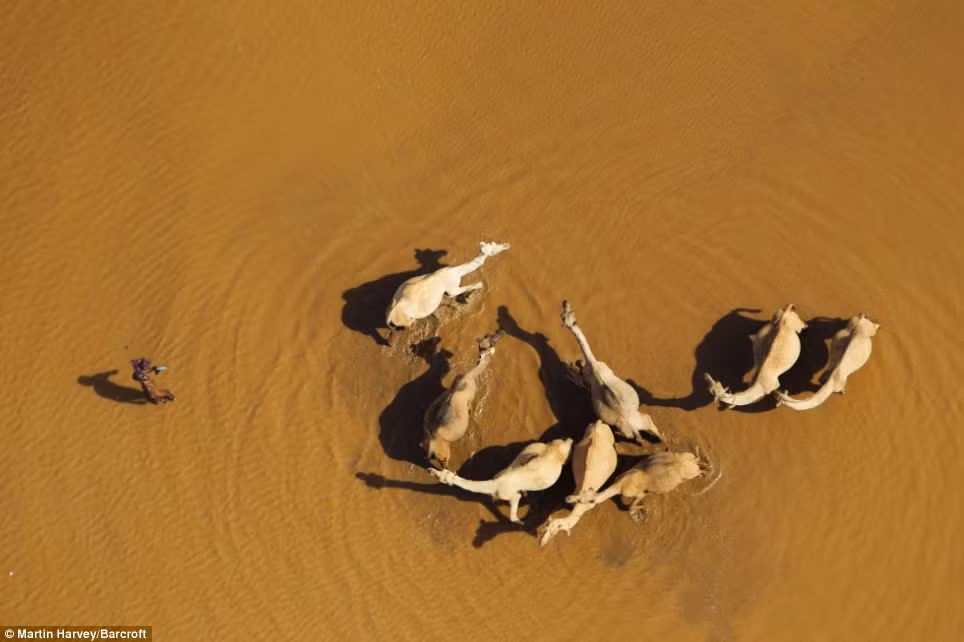 Những chú lạc đà ở sa mạc Chalbi, phía bắc Kenya. Những chú lạc đà ở sa mạc Chalbi, phía bắc Kenya.