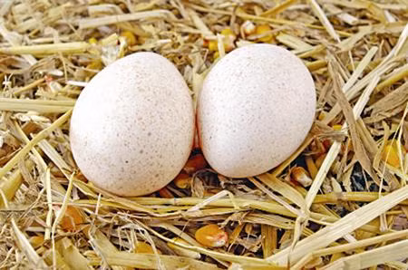 2. Trứng gà tây: Trứng gà tây (Turkey egg) là loại thực phẩm có hương vị thơm ngon và bổ dưỡng. Những người nuôi gà tây thường ít khi bán trứng, dùng để ấp cho ra đời những chú gà con mang lại giá trị kinh tế cao. Theo nghiên cứu, trứng gà tây có hương vị thơm ngon hơn trứng gà và kích thước lớn gấp 1,5 lần so với trứng gà thông thường. 2. Trứng gà tây: Trứng gà tây (Turkey egg) là loại thực phẩm có hương vị thơm ngon và bổ dưỡng. Những người nuôi gà tây thường ít khi bán trứng, dùng để ấp cho ra đời những chú gà con mang lại giá trị kinh tế cao. Theo nghiên cứu, trứng gà tây có hương vị thơm ngon hơn trứng gà và kích thước lớn gấp 1,5 lần so với trứng gà thông thường.