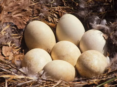 6. Trứng ngỗng: Trứng ngỗng (Goose egg) là thực phẩm được phụ nữ ưa chuộng, lớn gấp 3 lần trứng gà, vỏ dày và cứng hơn. Vừa làm thực phẩm lại kiêm chức năng dùng cho mục đích trang trí lễ Phục sinh. Về mặt dinh dưỡng, trứng ngỗng gần giống trứng gà và trứng vịt. Ví dụ chất đạm (protein) trong trứng ngỗng thấp hơn trứng gà, trứng vịt nhưng lipid lại cao hơn, tuy nhiên trứng ngỗng lại có mùi vị không được như ý, và đôi khi còn gây khó chịu. 6. Trứng ngỗng: Trứng ngỗng (Goose egg) là thực phẩm được phụ nữ ưa chuộng, lớn gấp 3 lần trứng gà, vỏ dày và cứng hơn. Vừa làm thực phẩm lại kiêm chức năng dùng cho mục đích trang trí lễ Phục sinh. Về mặt dinh dưỡng, trứng ngỗng gần giống trứng gà và trứng vịt. Ví dụ chất đạm (protein) trong trứng ngỗng thấp hơn trứng gà, trứng vịt nhưng lipid lại cao hơn, tuy nhiên trứng ngỗng lại có mùi vị không được như ý, và đôi khi còn gây khó chịu.