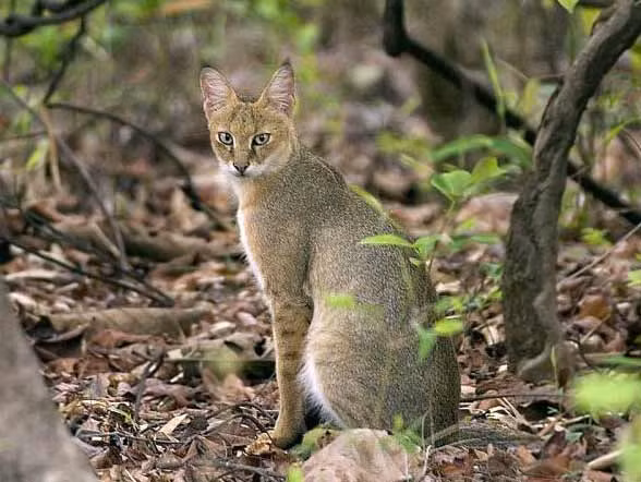 Mèo ri