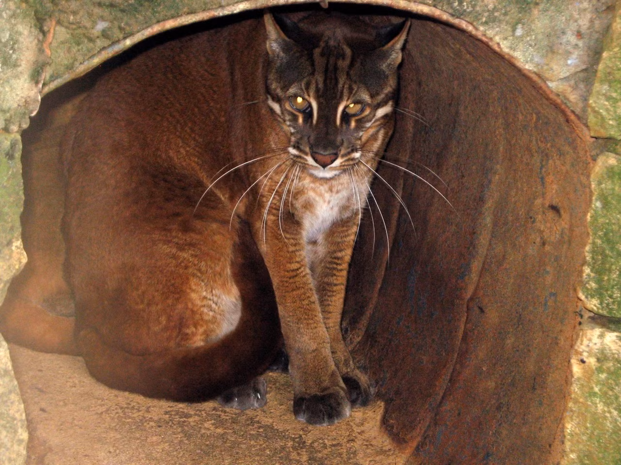 Báo lửa (Catopuma temmincki)