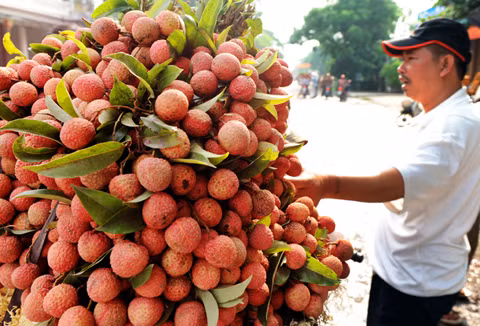 Cần tìm hướng đi bền vững cho cây vải của Việt Nam.