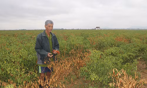 Ớt chín rục trên đồng vì doanh nghiệp Trung Quốc ngừng thu mua. Ảnh Người lao động. Ớt chín rục trên đồng vì doanh nghiệp Trung Quốc ngừng thu mua. Ảnh Người lao động.