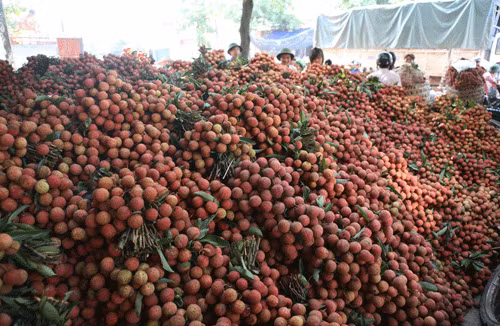 Vải được mùa nhưng không được giá.