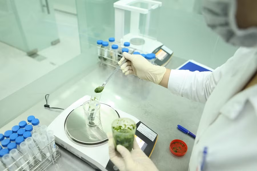 Các kiểm nghiệm viên đang thực hiện cân mẫu để phân tích.