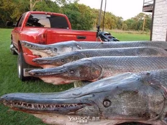 Cá sấu mõm dài Alligator Gar