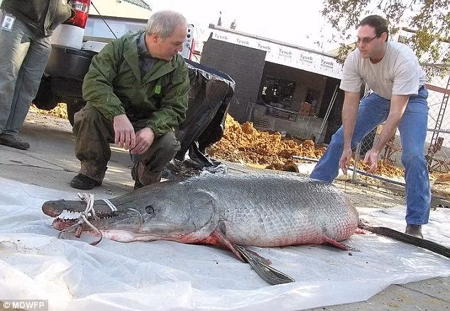 Cá sấu mõm dài Alligator Gar