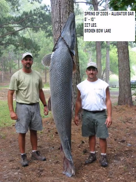 Cá sấu mõm dài Alligator Gar
