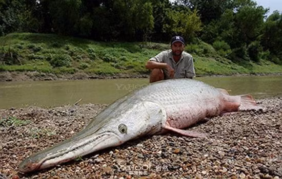 Cá sấu mõm dài Alligator Gar