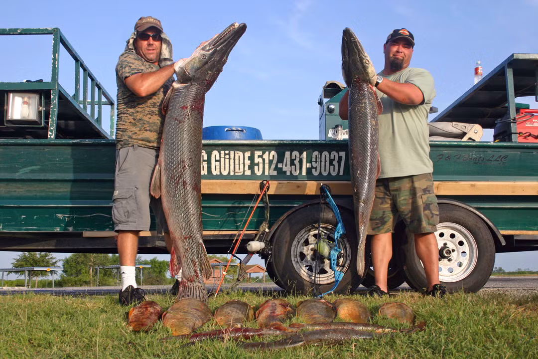 Cá sấu mõm dài Alligator Gar