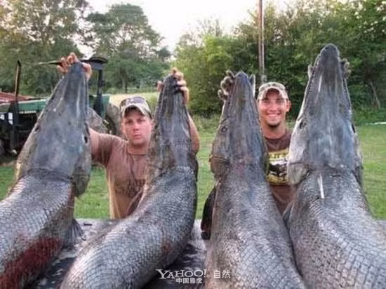 Cá sấu mõm dài Alligator Gar