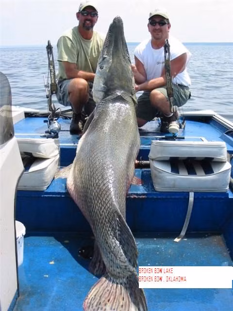 Cá sấu mõm dài Alligator Gar