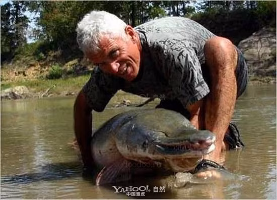 Cá sấu mõm dài Alligator Gar