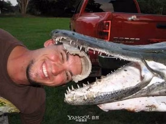 Cá sấu mõm dài Alligator Gar