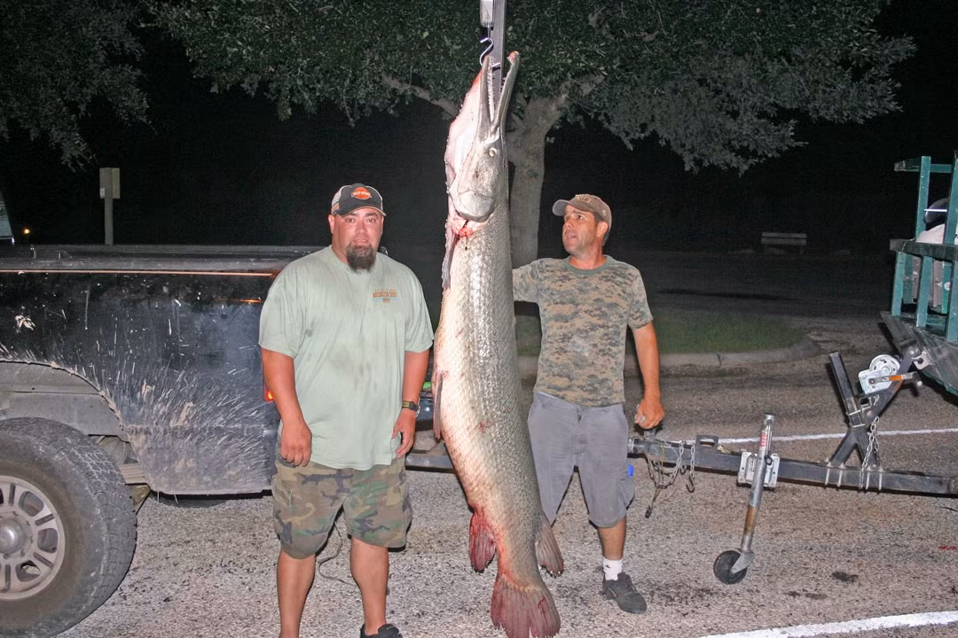Cá sấu mõm dài Alligator Gar