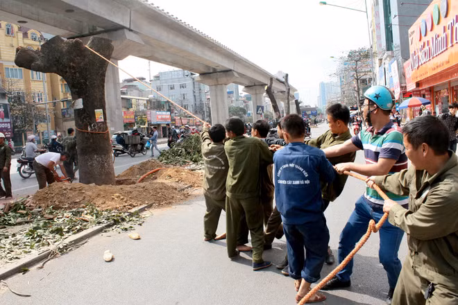 Hà Nội chỉ có kinh phí chặt hạ cây? (Ảnh: VNE)
