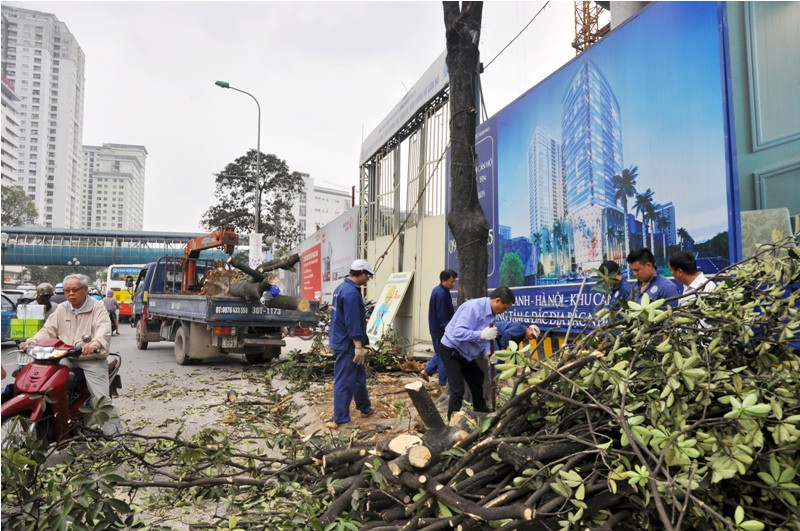 Hàng loạt cây trên đường Nguyễn Chí Thanh bị chặt hạ. Hàng loạt cây trên đường Nguyễn Chí Thanh bị chặt hạ.