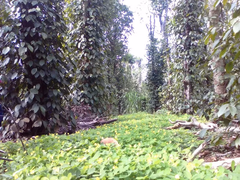 Màu xanh cây tiêu trên vùng đất Cùa. Ảnh L.Chung