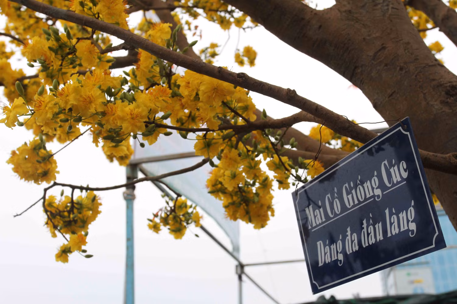 Để người dân và du khách biết cây mai này giống gì, anh Phong đã treo bảng giới thiệu đây là "Mai cổ giống cúc, dáng da đầu làng". Để người dân và du khách biết cây mai này giống gì, anh Phong đã treo bảng giới thiệu đây là "Mai cổ giống cúc, dáng da đầu làng".