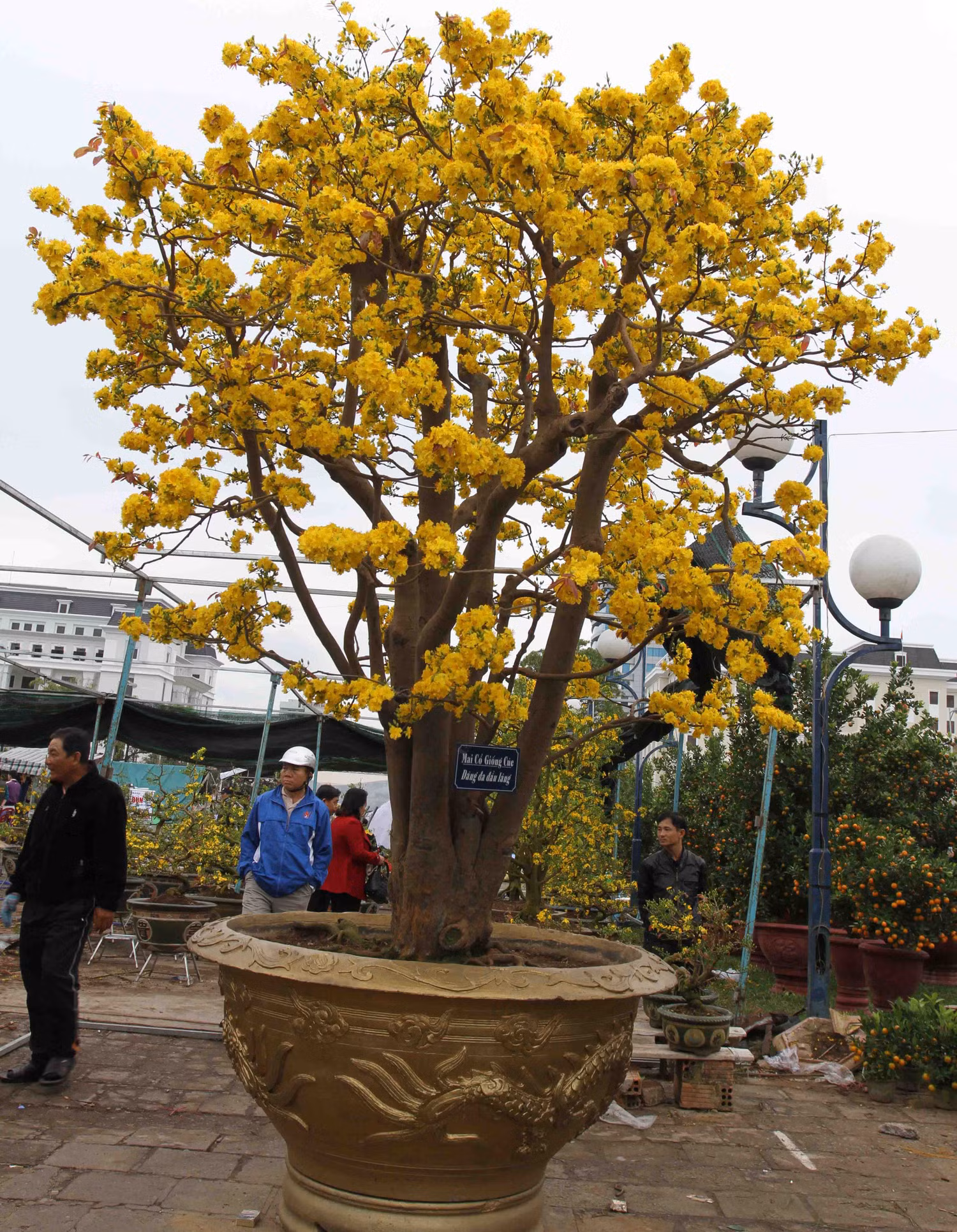 Cây mai cổ này được trưng bày trước Quảng trường 2 tháng 9. Chủ nhân của cây mai cổ này là anh Trương Hoài Phong (phường Yên Đổ, TP Pleiku, tỉnh Gia Lai) rao bán với giá 2 tỷ đồng. Cây mai cổ này được trưng bày trước Quảng trường 2 tháng 9. Chủ nhân của cây mai cổ này là anh Trương Hoài Phong (phường Yên Đổ, TP Pleiku, tỉnh Gia Lai) rao bán với giá 2 tỷ đồng.