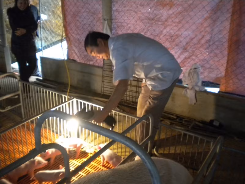 Ông Nguyễn Văn Cảnh kiểm tra đàn lợn mới sinh. Ảnh L.Chung