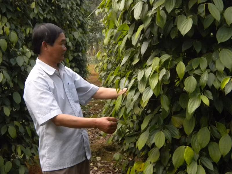 Ông Nguyễn Văn Cảnh bên vườn tiêu xanh ngắt. Ảnh L.Chung