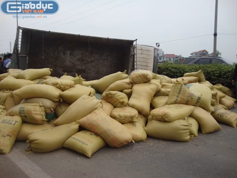 Chiếc xe tải chở đầy thóc do tránh một người đi xe đạp sang đường gấp đã bị lật ngửa ra giữa đường.