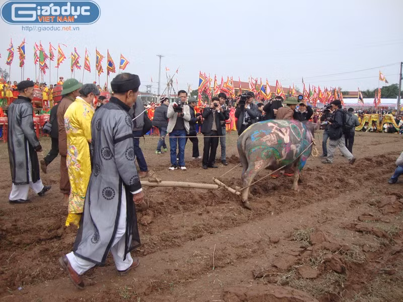 Hình ảnh "vua" đi cày trong lễ hội.