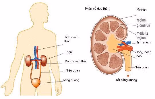 Giữ cho thận khỏe mạnh là điều hết sức quan trọng, vì thận khỏe sẽ giúp tim khỏe mạnh. Một người có vấn đề về thận sẽ phải chịu những đau đớn vô cùng vì lúc này thận không còn khả năng xử lý chất thải ra khỏi cơ thể nên gây ra tình trạng viêm hoặc sỏi trong thận. Giữ cho thận khỏe mạnh là điều hết sức quan trọng, vì thận khỏe sẽ giúp tim khỏe mạnh. Một người có vấn đề về thận sẽ phải chịu những đau đớn vô cùng vì lúc này thận không còn khả năng xử lý chất thải ra khỏi cơ thể nên gây ra tình trạng viêm hoặc sỏi trong thận.