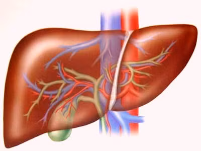 Tổn thương gan: Khi tức giận, cơ thể sẽ bài tiết ra một loại chất gọi là “catecholamine”, tác dụng với hệ thống thần kinh trung ương, làm cho đường huyết tăng cao, tăng cường acid béo phân giải, độc tố trong tế bào gan và huyết dịch cũng theo đó tăng lên.(=>>Xem thêm)