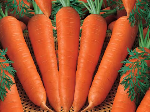 8. Cà rốt: Cà rốt trợ giúp cải thiện táo bón, cũng chứa nhiều beta-carotene, trung hòa độc tố. Cà rốt tươi hiệu quả bài độc tốt hơn, bởi nó giúp thanh nhiệt giải độc, nhuận trường thông tiện, xay ra nước cốt thêm mật ong, nước cốt chanh, vừa uống ngon vừa giải khát, cũng giúp ích bài độc.