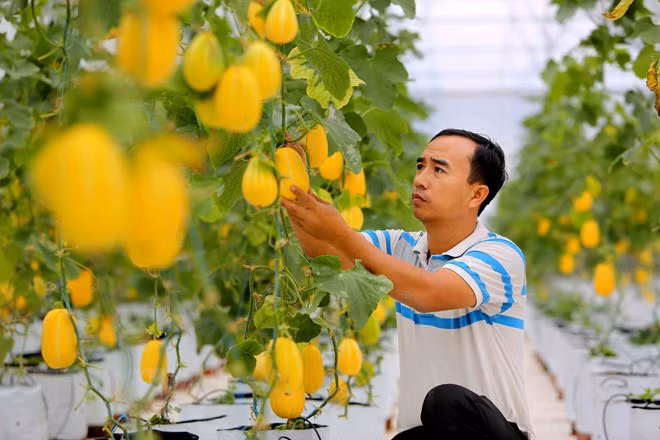 Trong lĩnh vực nông nghiệp thu hút tới hơn 40% lao động trong nền kinh tế nhưng tỷ lệ có bằng cấp chỉ chiếm 6%. Ảnh minh họa: TTXVN