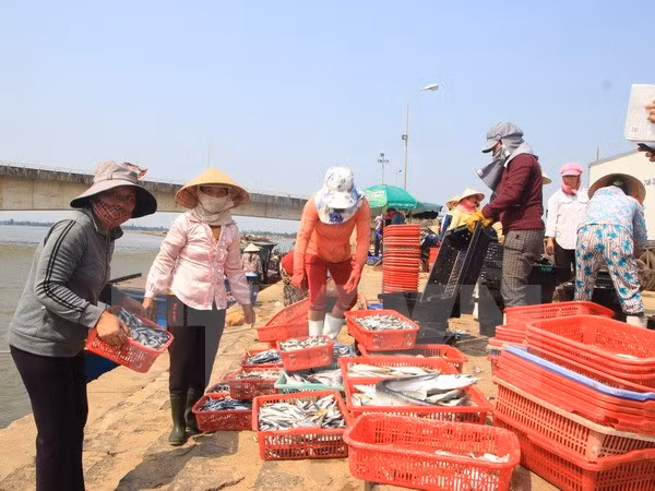 Thương lái thu mua cá tại Cảng cá Cửa Tùng, Quảng Trị. (Ảnh: Thanh Thủy/TTXVN)