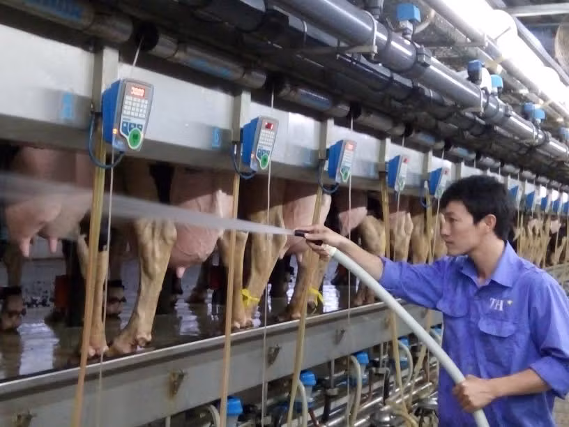 Trang trại chăn nuôi bò sữa của TH true milk.