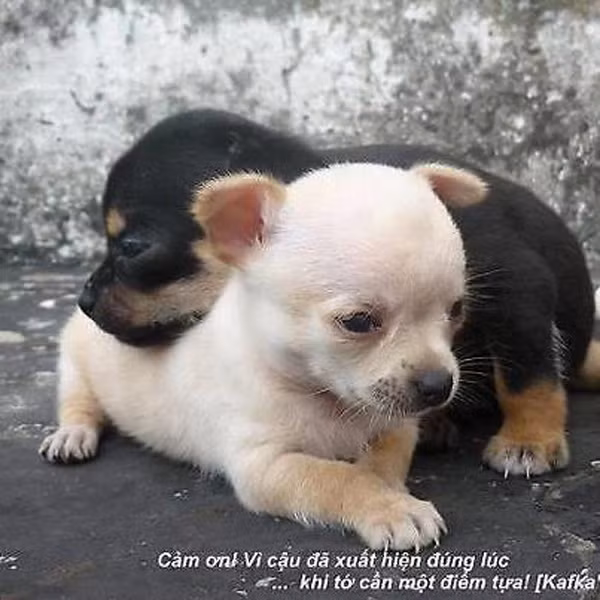 "Cảm ơn vì cậu đã xuất hiện đúng lúc khi tớ cần một điểm tựa ở bên"