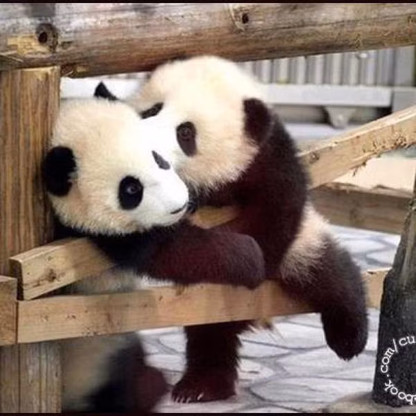 Gấu trúc ta cũng gác chân lên hôn "đằng ấy".