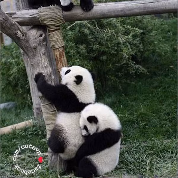 "Ui cha..."