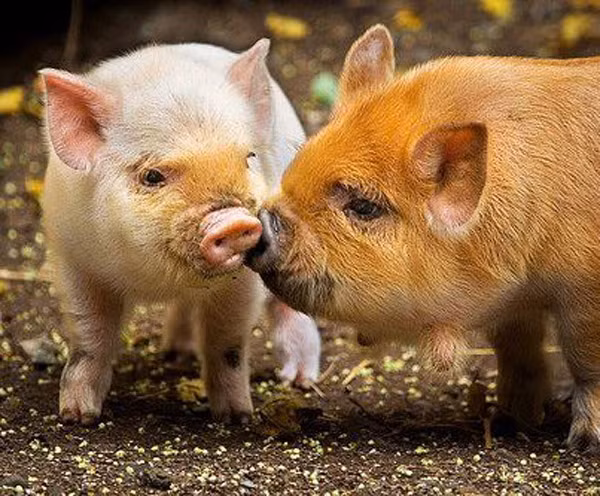 "Dù anh chỉ là một chú lợn rừng, anh vẫn muốn nói: anh yêu em"