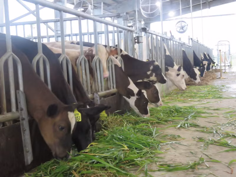 Trang trại mẫu chăn nuôi bò sữa của FrieslandCampina tại xã Mộc Bắc, Duy Tiên, Hà Nam. Trang trại mẫu chăn nuôi bò sữa của FrieslandCampina tại xã Mộc Bắc, Duy Tiên, Hà Nam.