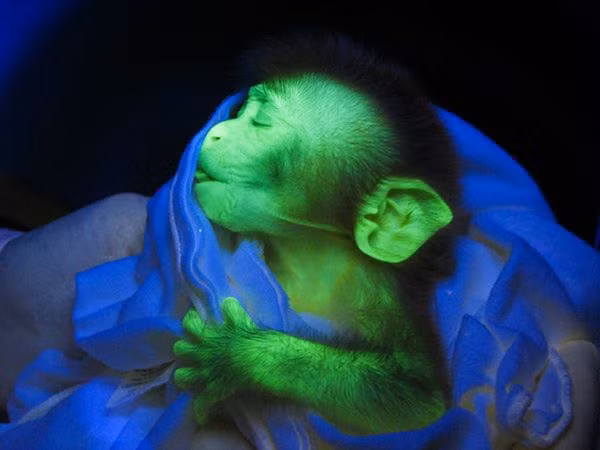 2. Khỉ nâu Macaque ở Ấn Độ Năm 2008, Các nhà nghiên cứu tại Trung tâm nghiên cứu Yerkes ở Atlanta đã tiến hành thử nghiệm tiêm một loại vi rút ( loại vi rút gần giống vi rút HIV ) vào trứng chưa thụ tinh của loài khỉ và những con vi rút này cũng tạo ra một loại protein khiến cho những chú khỉ nâu phát sáng dưới tia cực tím, giúp cho việc nghiên cứu trên não khỉ trở lên dễ dàng hơn. 2. Khỉ nâu Macaque ở Ấn Độ Năm 2008, Các nhà nghiên cứu tại Trung tâm nghiên cứu Yerkes ở Atlanta đã tiến hành thử nghiệm tiêm một loại vi rút ( loại vi rút gần giống vi rút HIV ) vào trứng chưa thụ tinh của loài khỉ và những con vi rút này cũng tạo ra một loại protein khiến cho những chú khỉ nâu phát sáng dưới tia cực tím, giúp cho việc nghiên cứu trên não khỉ trở lên dễ dàng hơn.