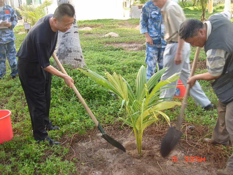Vương Xương Thái và đồng bọn trồng dừa trên đảo Phú Lâm, Hoàng Sa